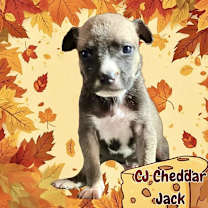 Thumbnail photo of CJ Cheddar Jack #2