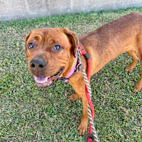 Thumbnail photo of Biscoff #1