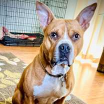 Thumbnail photo of Tharos #1