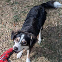 Thumbnail photo of Chopper #3