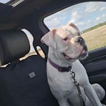 Thumbnail photo of Charlie *DEAF* #2