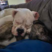 Thumbnail photo of Charlie *DEAF* #3