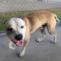 Thumbnail photo of Snoop #2