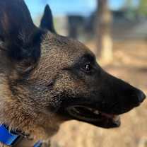 Thumbnail photo of Camo aka Ammo #3