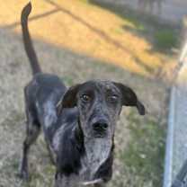 Thumbnail photo of Dennis #1