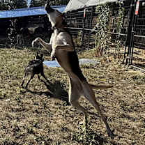 Thumbnail photo of Zara #2