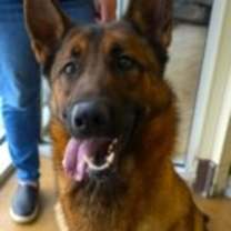 Thumbnail photo of Mantis #1