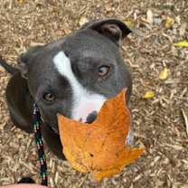 Thumbnail photo of Chief #2