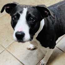 Thumbnail photo of NikkiDee #1