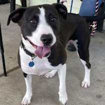 Thumbnail photo of NikkiDee #3