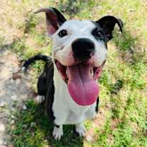 Thumbnail photo of Wishbone #1