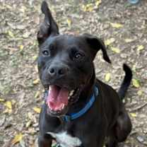 Thumbnail photo of Sterling #1