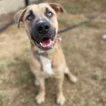 Thumbnail photo of Bullet #2