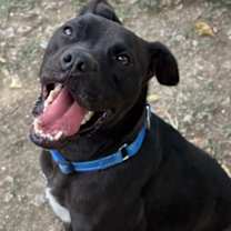 Thumbnail photo of Sterling #2