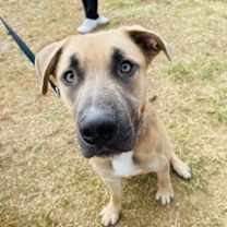 Thumbnail photo of Bullet #3