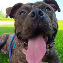 Thumbnail photo of Ryker #2