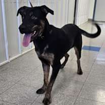 Thumbnail photo of Murphy #2