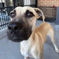 Thumbnail photo of Mulligan #3