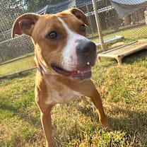 Thumbnail photo of Copperhead #1