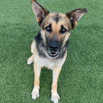 Thumbnail photo of Ashley A2182723 #4