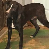 Thumbnail photo of Brutus 25 #3