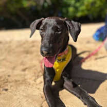 Thumbnail photo of Roma #1