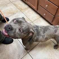 Thumbnail photo of Oompa-Loompa #2