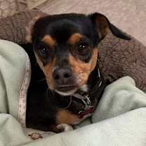 Thumbnail photo of Pepper #3