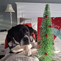 Thumbnail photo of Bodhi #2