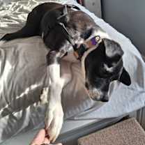 Thumbnail photo of Bodhi #3