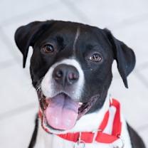 Thumbnail photo of Bodhi #4