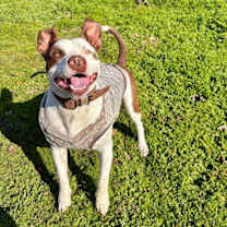 Thumbnail photo of Gumbo #4