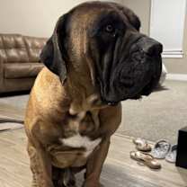 Thumbnail photo of hercules #2