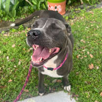 Thumbnail photo of Bella #2