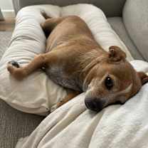 Thumbnail photo of Zoey #2