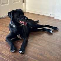 Thumbnail photo of Bronco #2