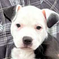 Thumbnail photo of Delores #3