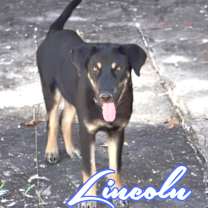 Thumbnail photo of Lincoln #2