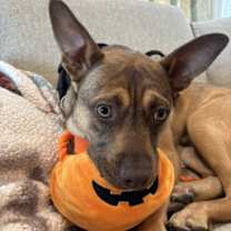 Thumbnail photo of Joey #1