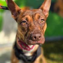 Thumbnail photo of Joey #3