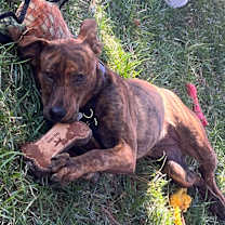 Thumbnail photo of Maddie #2