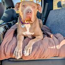 Thumbnail photo of Perry #1