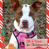 Thumbnail photo of Sweetie #1