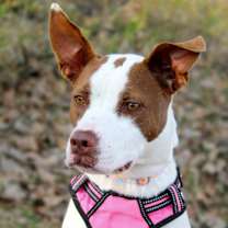 Thumbnail photo of Sweetie #2