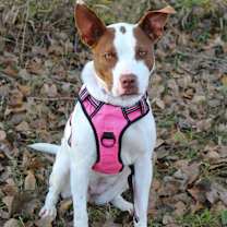 Thumbnail photo of Sweetie #4