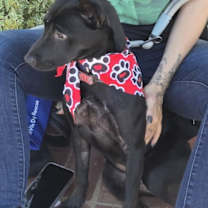 Thumbnail photo of Serrano #3