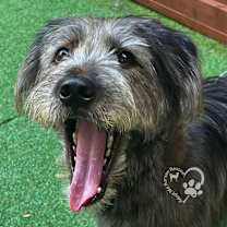 Thumbnail photo of Yeolmae #2