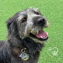 Thumbnail photo of Yeolmae #3