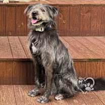 Thumbnail photo of Yeolmae #4