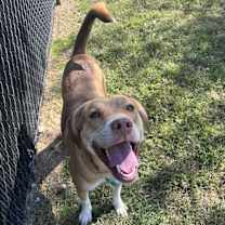 Thumbnail photo of Dexter #3